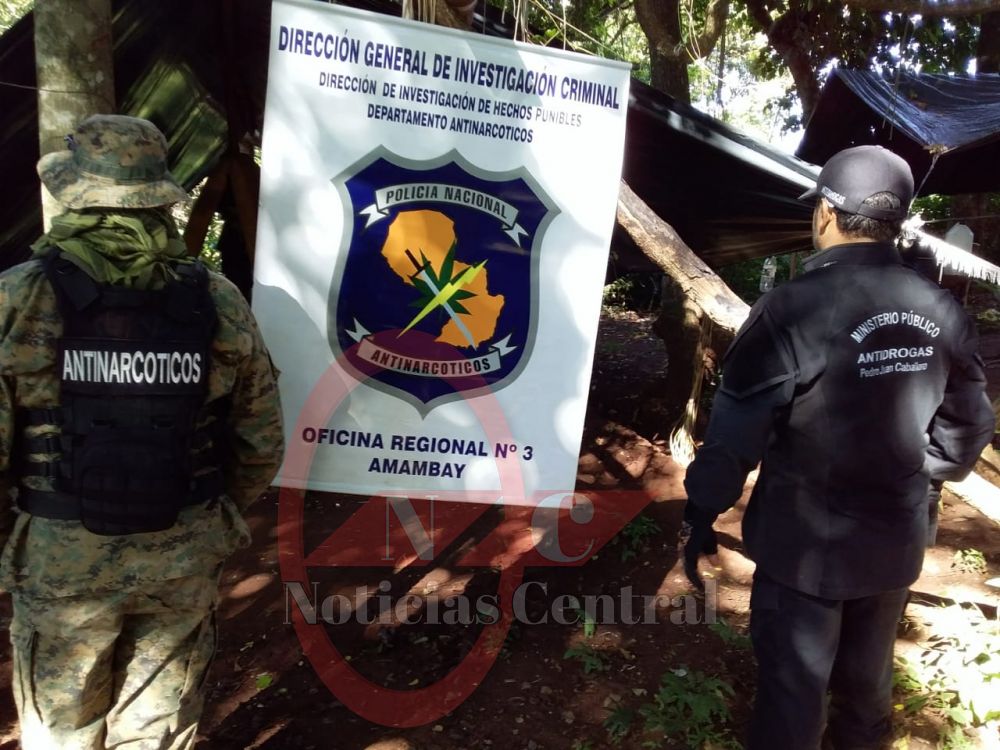 Destruyen plantaciones de marihuana en zona de Cerro Corá 