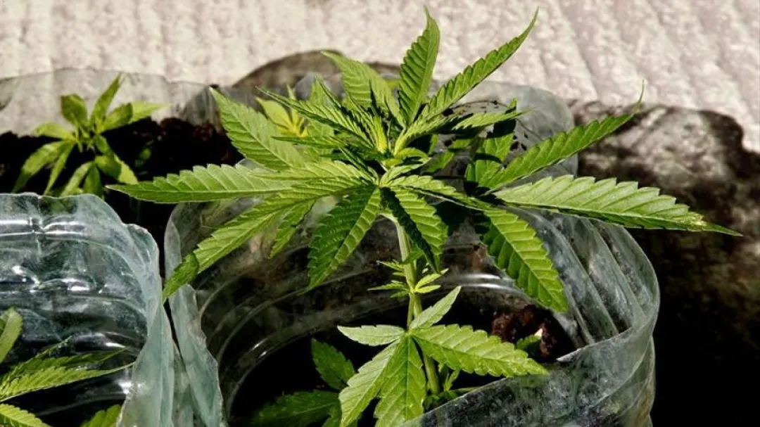 Senado rechaza proyecto de ley para legalizar el cultivo casero de marihuana