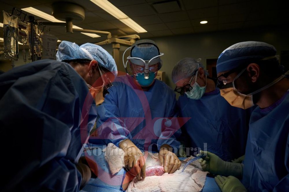 Histórico: trasplantaron un riñón de cerdo a un cuerpo humano y funcionó