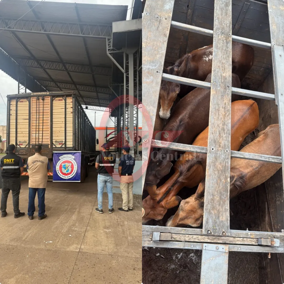 Incautan en Zanja Pytã un camión con animales equinos sin ingreso legal al país