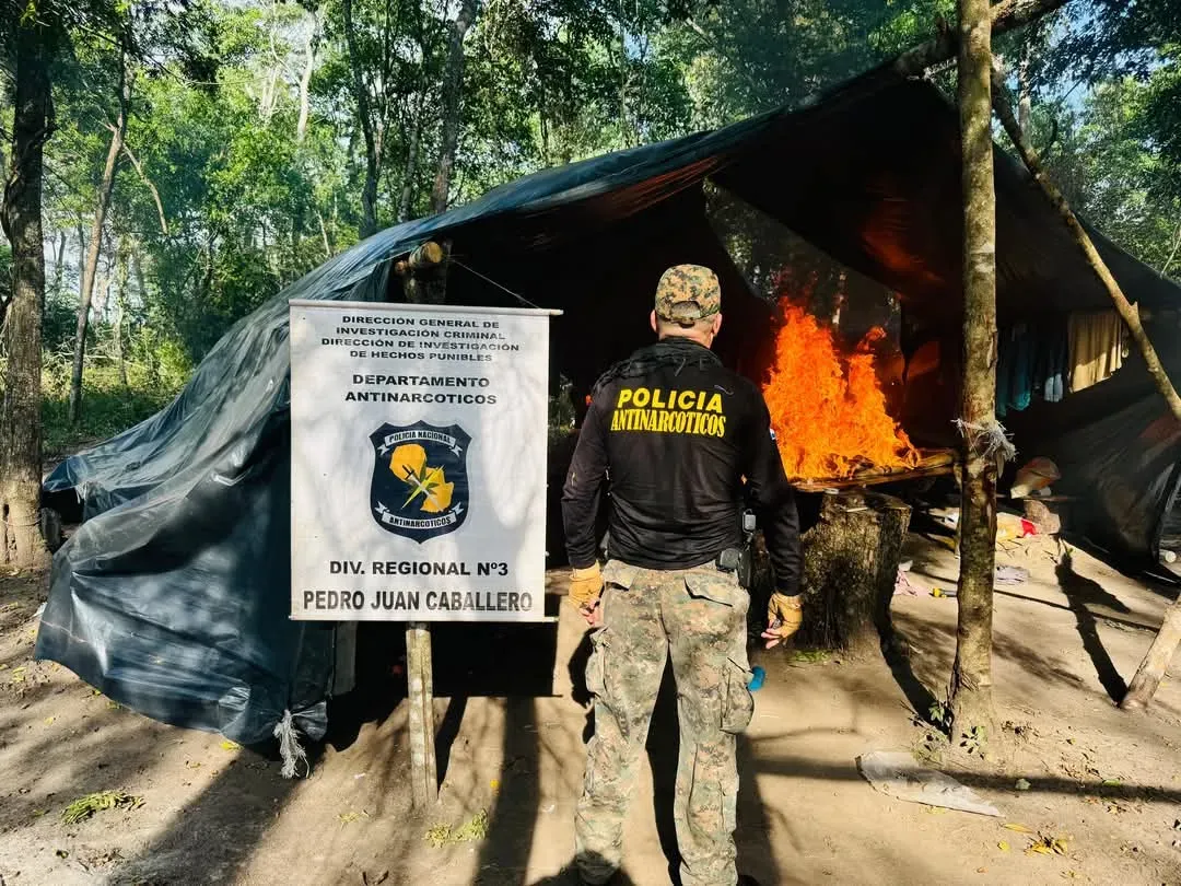 Destruyen 12 hectáreas de plantaciones de marihuana en Bella Vista