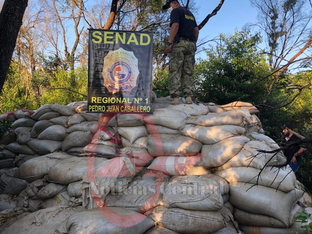 SENAD incauta mas de 30 toneladas de marihuana en Capitán Bado 