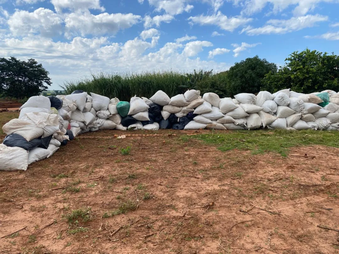 SENAD destruye más de 17 toneladas de marihuana en operativo simultáneo en Capitán Bado