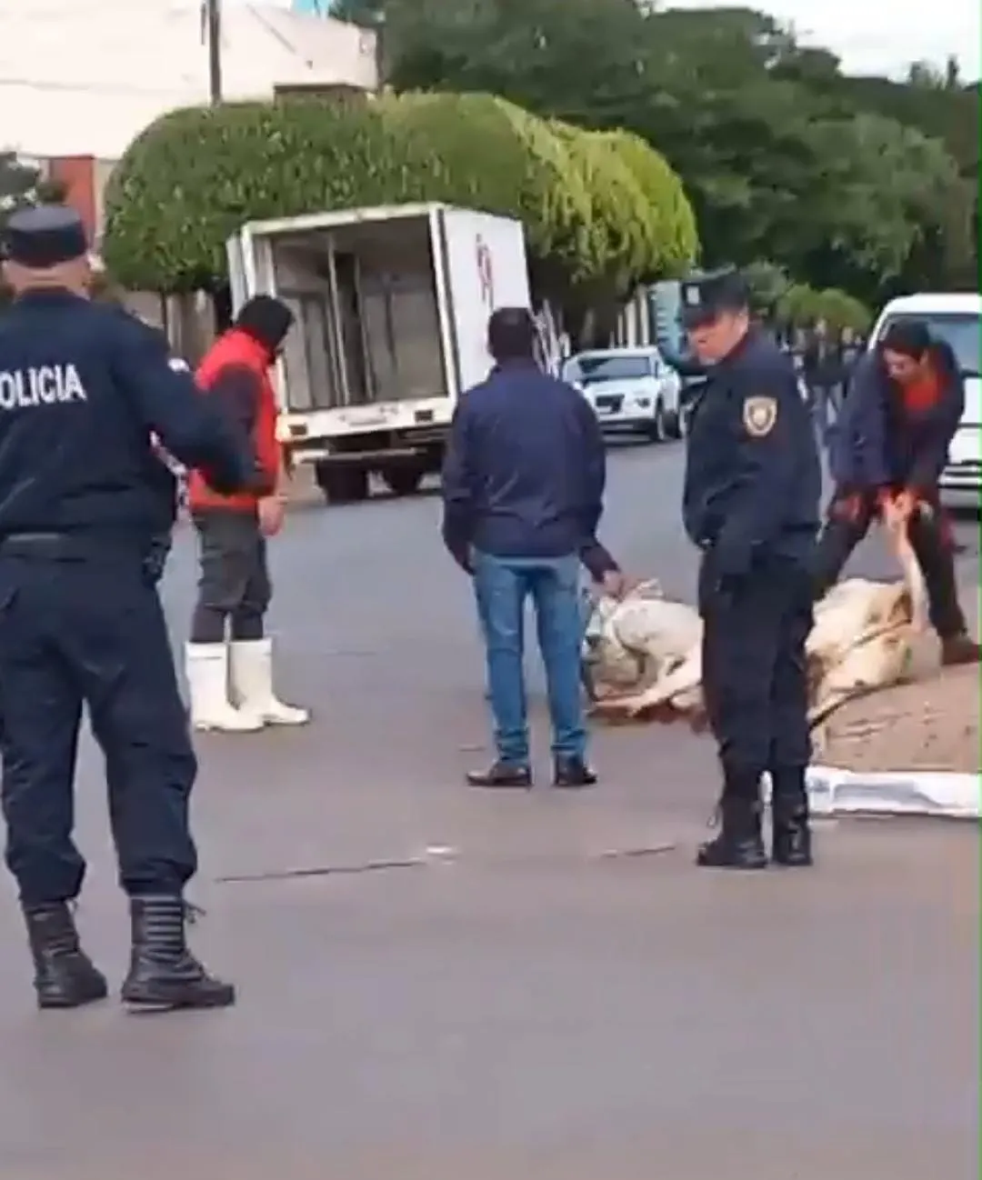 Insólito: Faenan una vaca en pleno centro de Pedro Juan Caballero