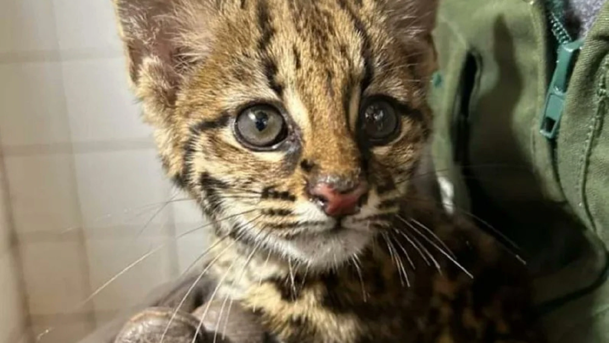 Tiríka rescatado en Pedro Juan Caballero seguirá rehabilitación en el Ciasi