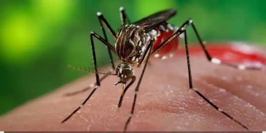 Confirman tres nuevos casos de chikunguña en Amambay e instan a eliminar criaderos de mosquito