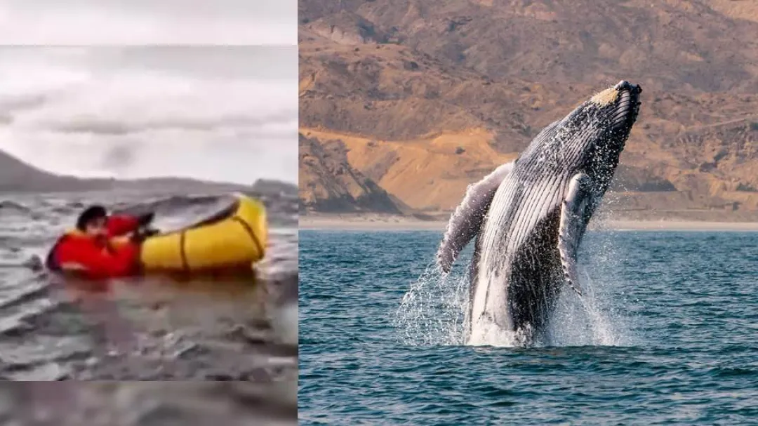 Joven fue tragado por una ballena en Chile