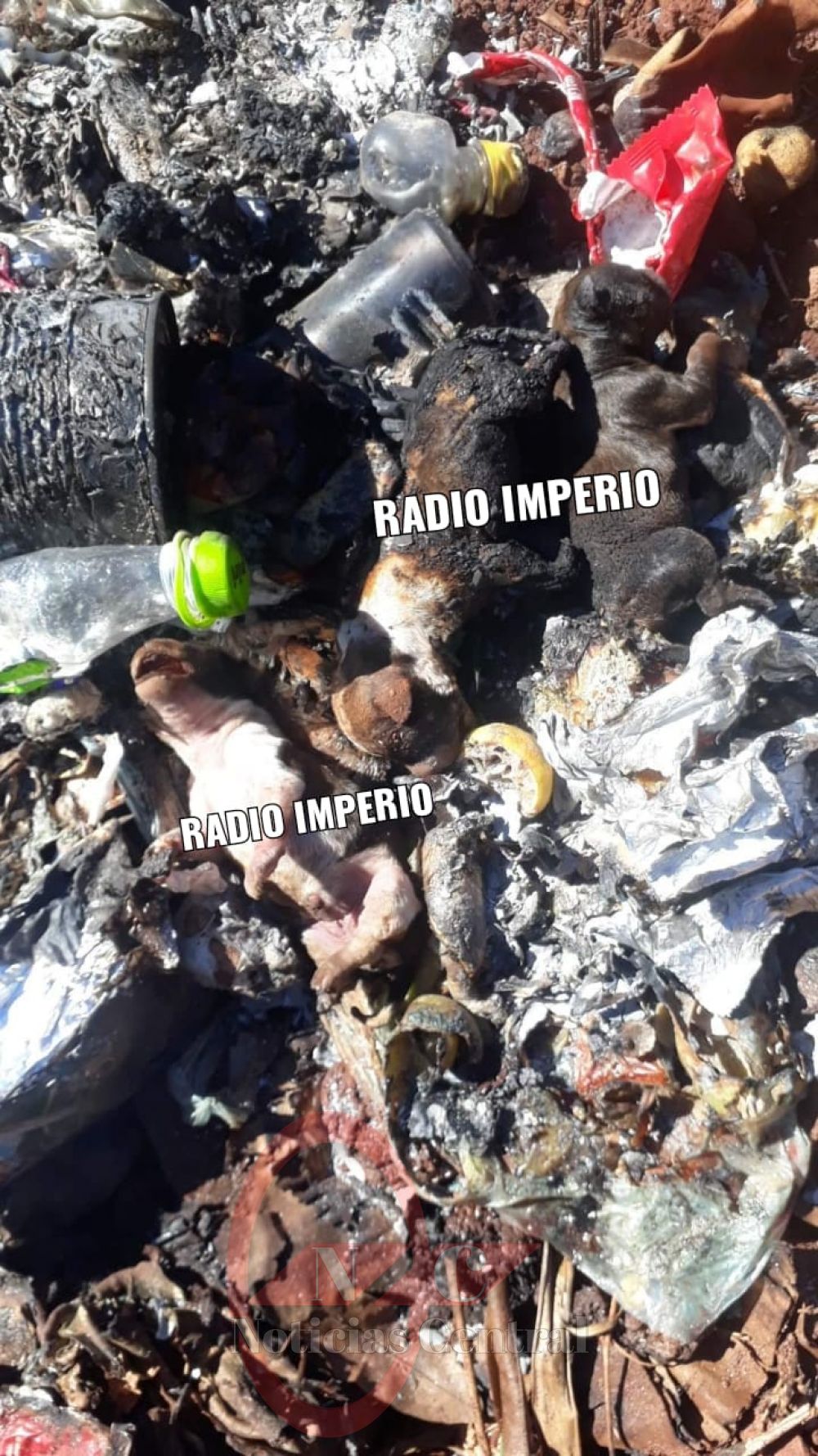 Anciano cascarrabias quemó vivos a cachorros recién nacidos