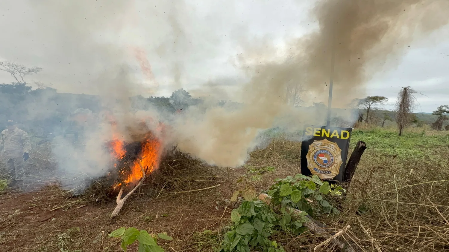 SENAD destruye mega campamento narco en Cerro Corá con más de 10 toneladas de marihuana