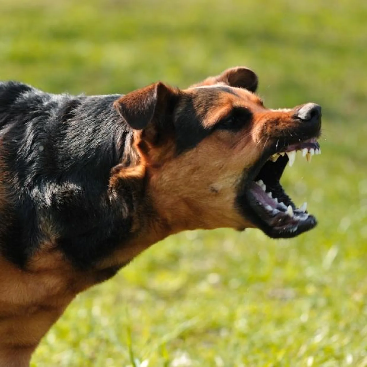 Niño de 4 años resulta herido tras ser atacado por un perro en Pedro Juan Caballero